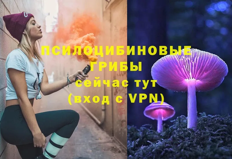 Галлюциногенные грибы Psilocybe  где можно купить   Северск 